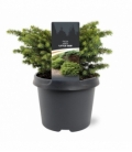 Picea