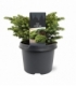 Picea