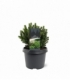 Picea