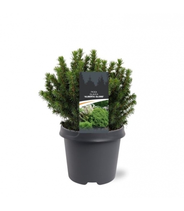 Picea
