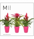 Bromelia
