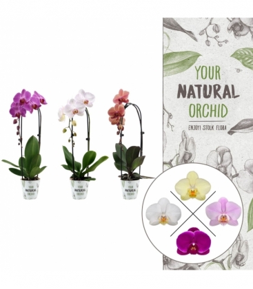 Phalaenopsis