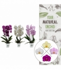 Phalaenopsis