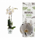 Phalaenopsis