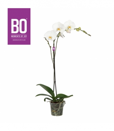 Phalaenopsis