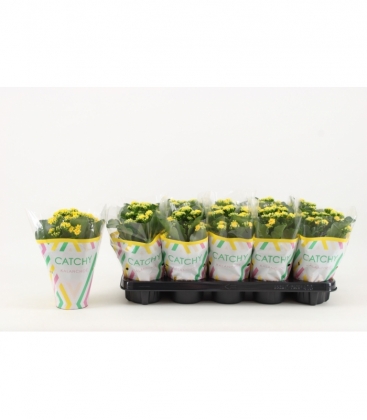 Kalanchoe