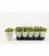 Kalanchoe