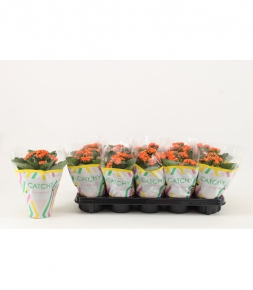 Kalanchoe