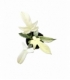 Philodendron