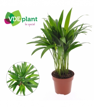 Dypsis