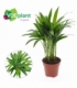 Dypsis