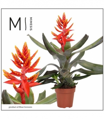 Aechmea