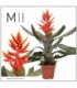 Aechmea