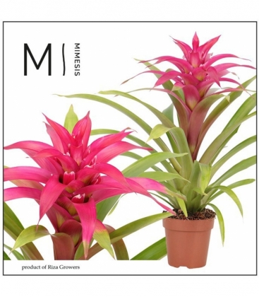 Guzmania