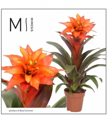 Guzmania