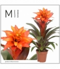 Guzmania