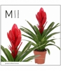 Vriesea