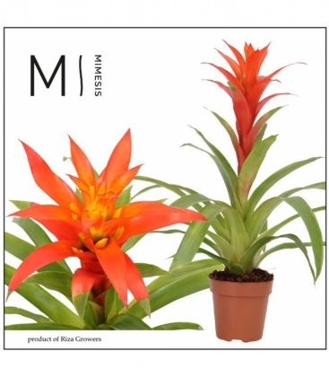 Guzmania