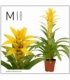 Guzmania