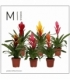 Vriesea