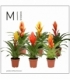 Vriesea