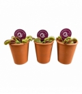 Dionaea