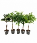 Ficus