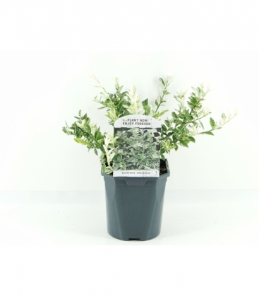 Euonymus