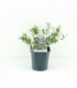 Euonymus