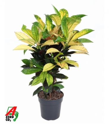 Croton