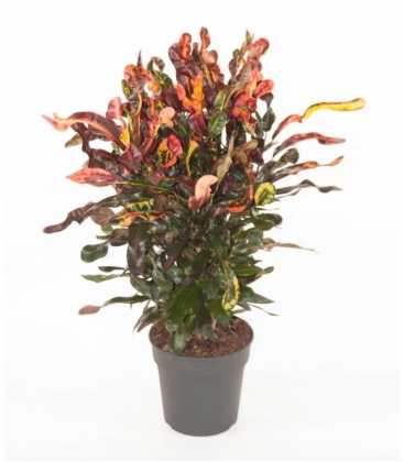 Croton