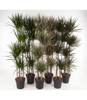 Dracaena