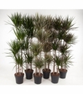 Dracaena
