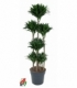 Dracaena