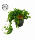 Peperomia