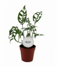 Monstera