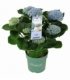 Hydrangea