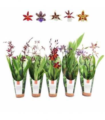 OrchideeÃ«n