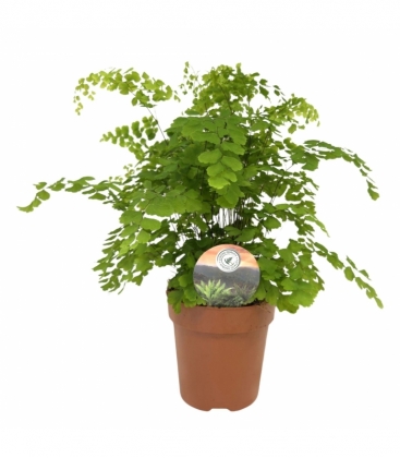 Adiantum