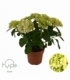 Hydrangea