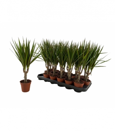 Dracaena