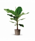 Musa