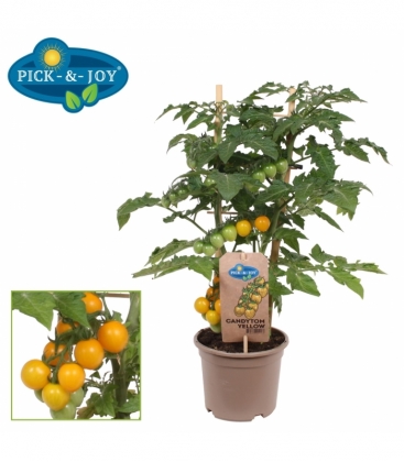 tomatoes