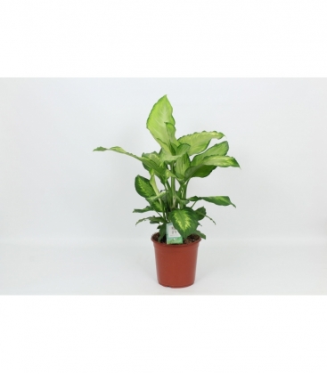 Dieffenbachia