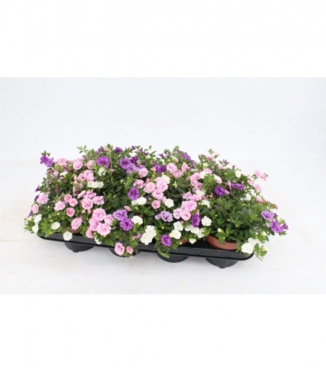 Calibrachoa