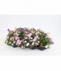 Calibrachoa