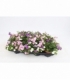 Calibrachoa