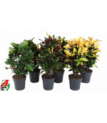 Codiaeum