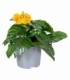 Crossandra
