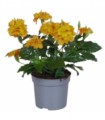 Crossandra